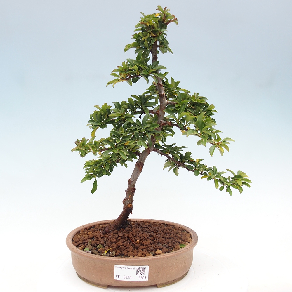 Freiland-Bonsai-Pyracantha Teton -Hlox