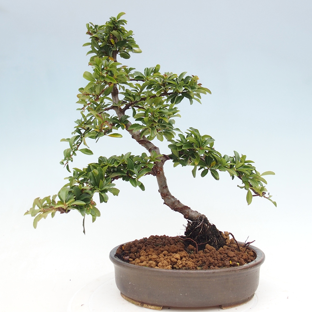 Freiland-Bonsai-Pyracantha Teton -Hlox