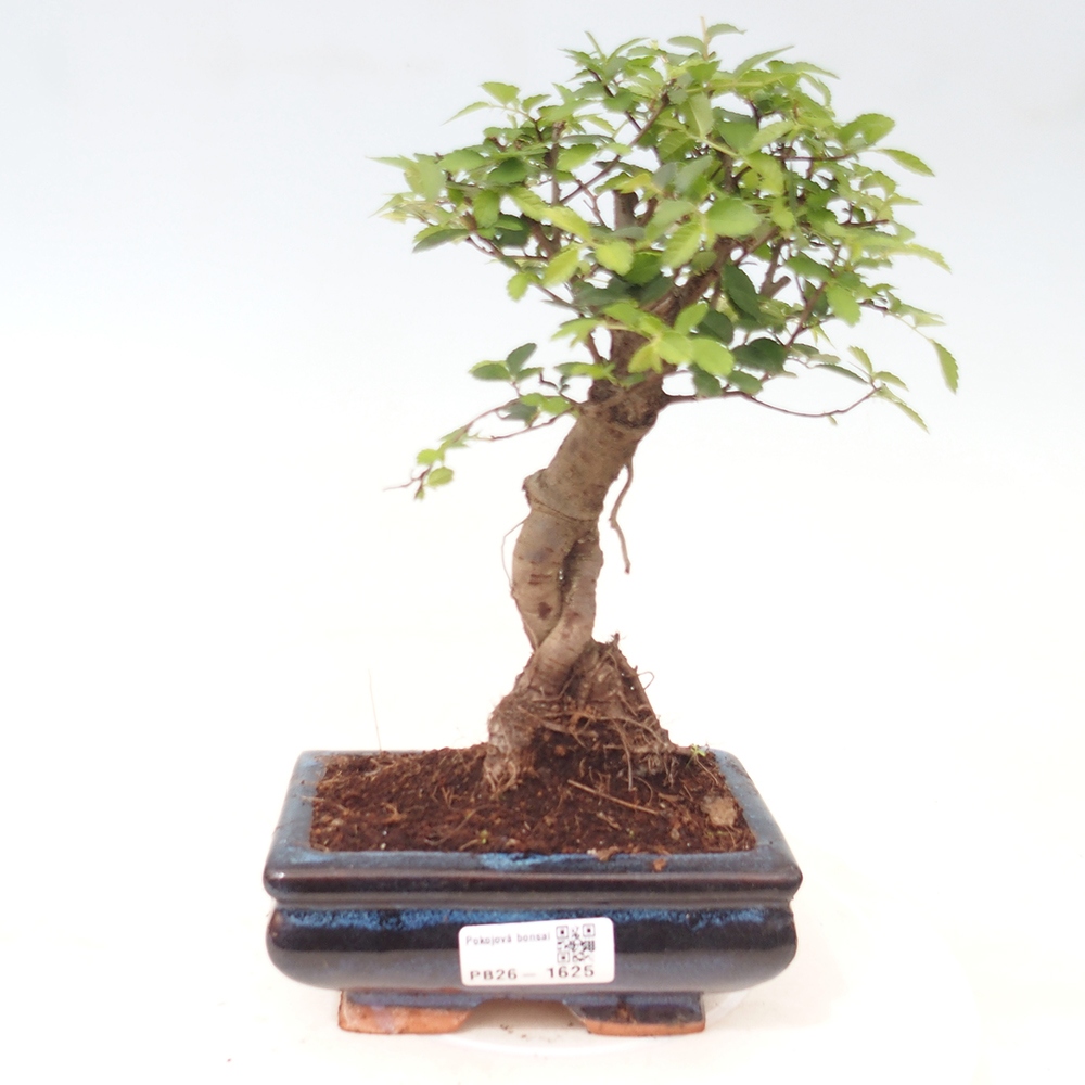 Zimmerbonsai - Ulmus parvifolia - Kleinblättrige Ulme