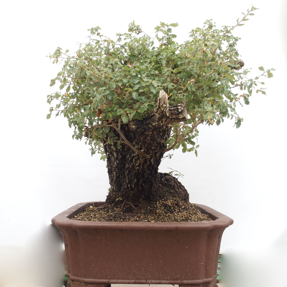 Yamadori - Quercus Ilex - Eichenstechpalme