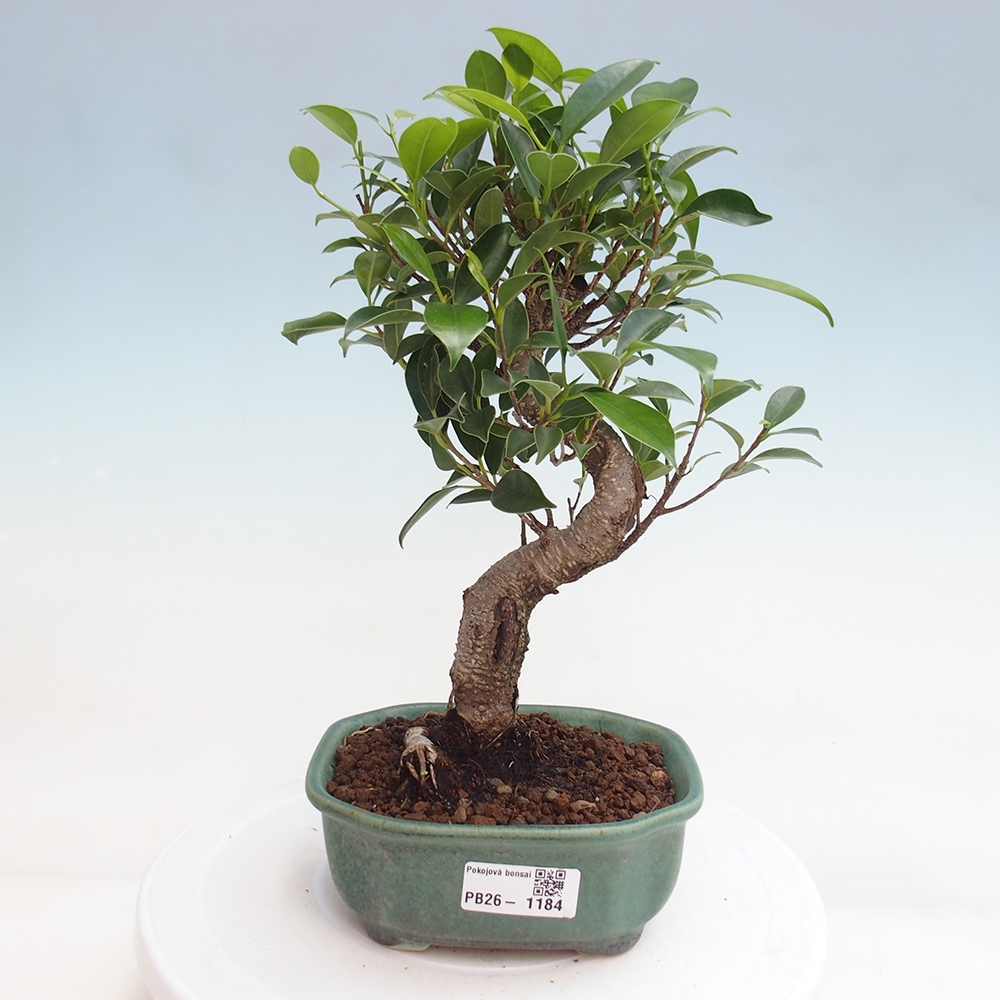 Zimmerbonsai - Ficus retusa - Kleinblättriger Ficus