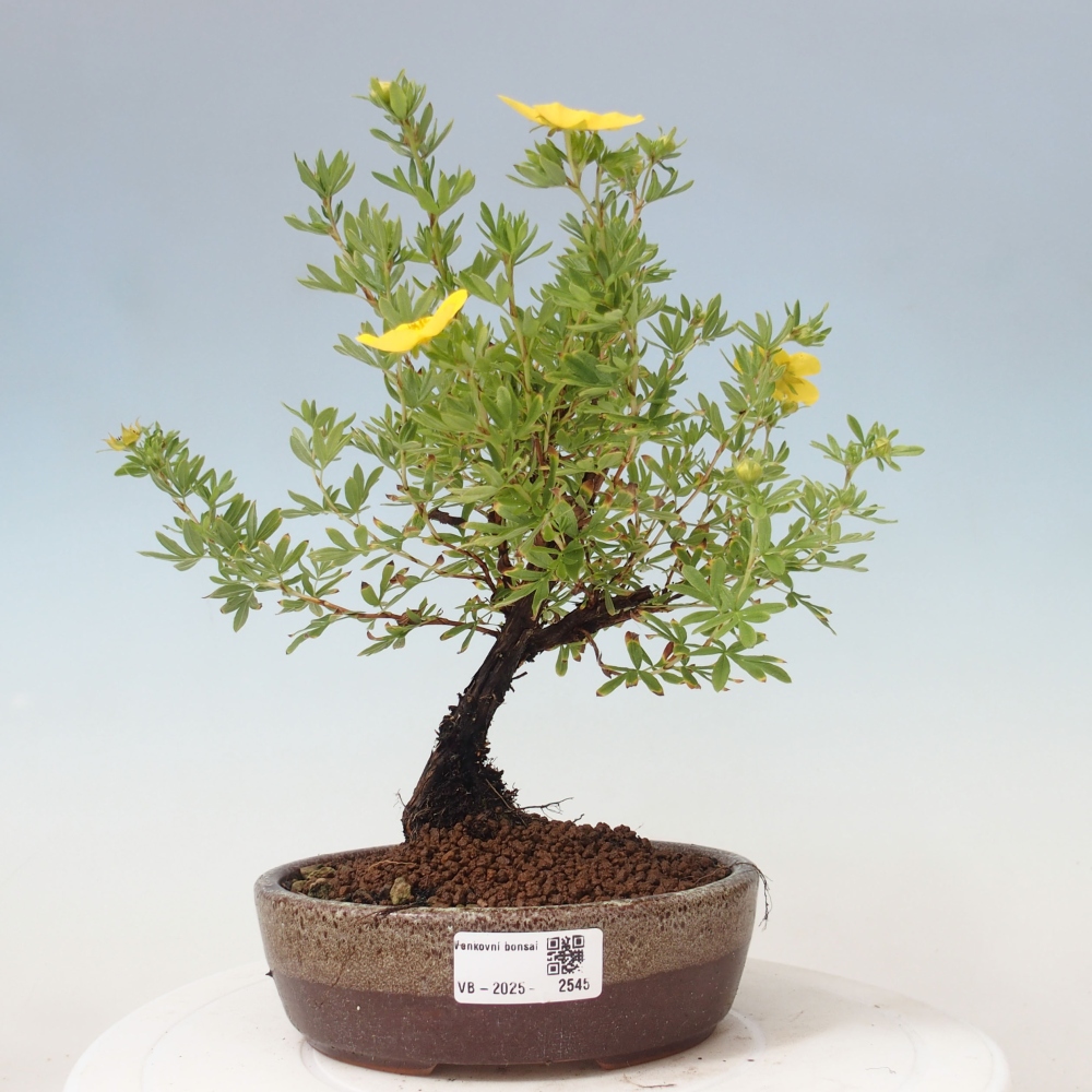 Bonsai für draußen - Potentila fruticosa gelber Vogel