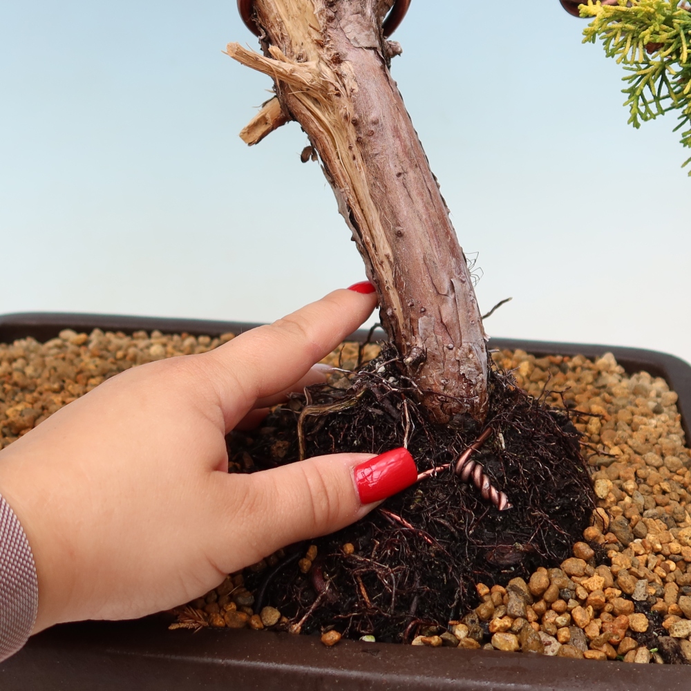 Bonsai für den Außenbereich – Juniperus chinensis  aurea – Chinesischer Goldwacholder