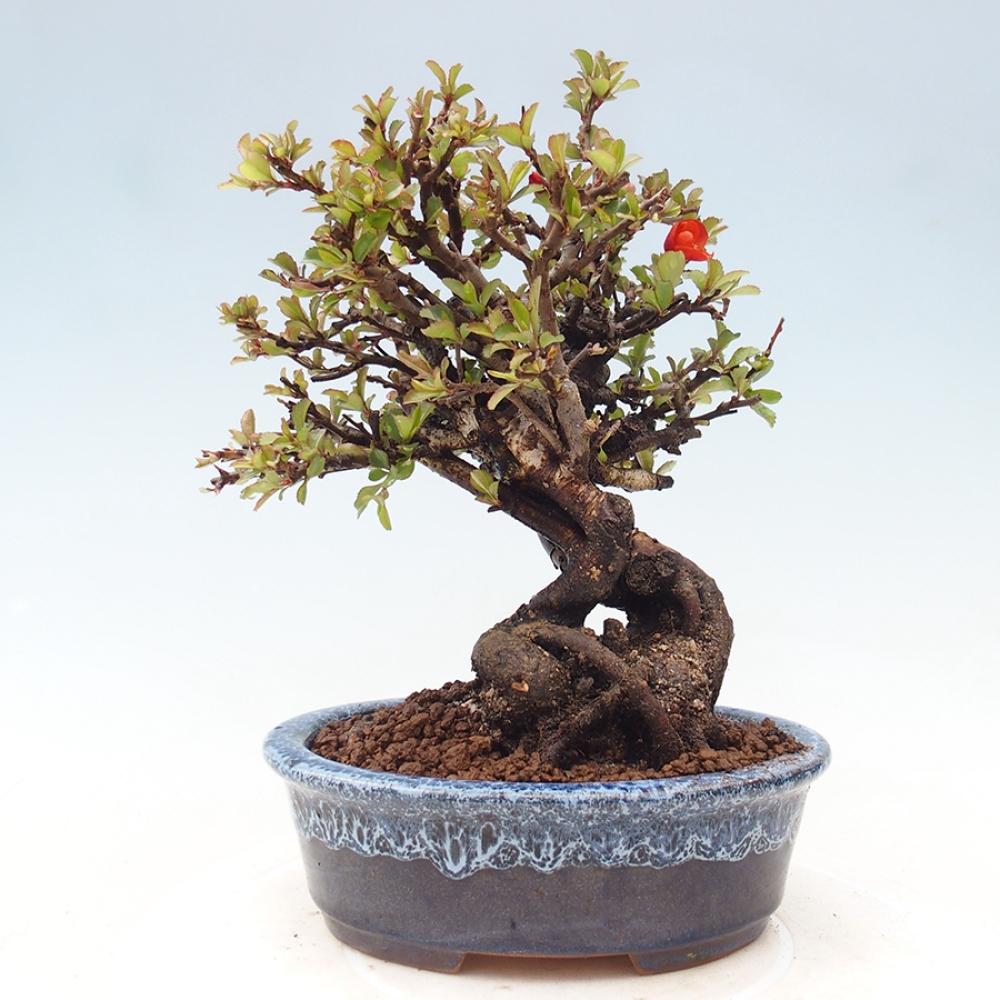 Bonsai für draußen - Chaneomeles speciosa - Quitte