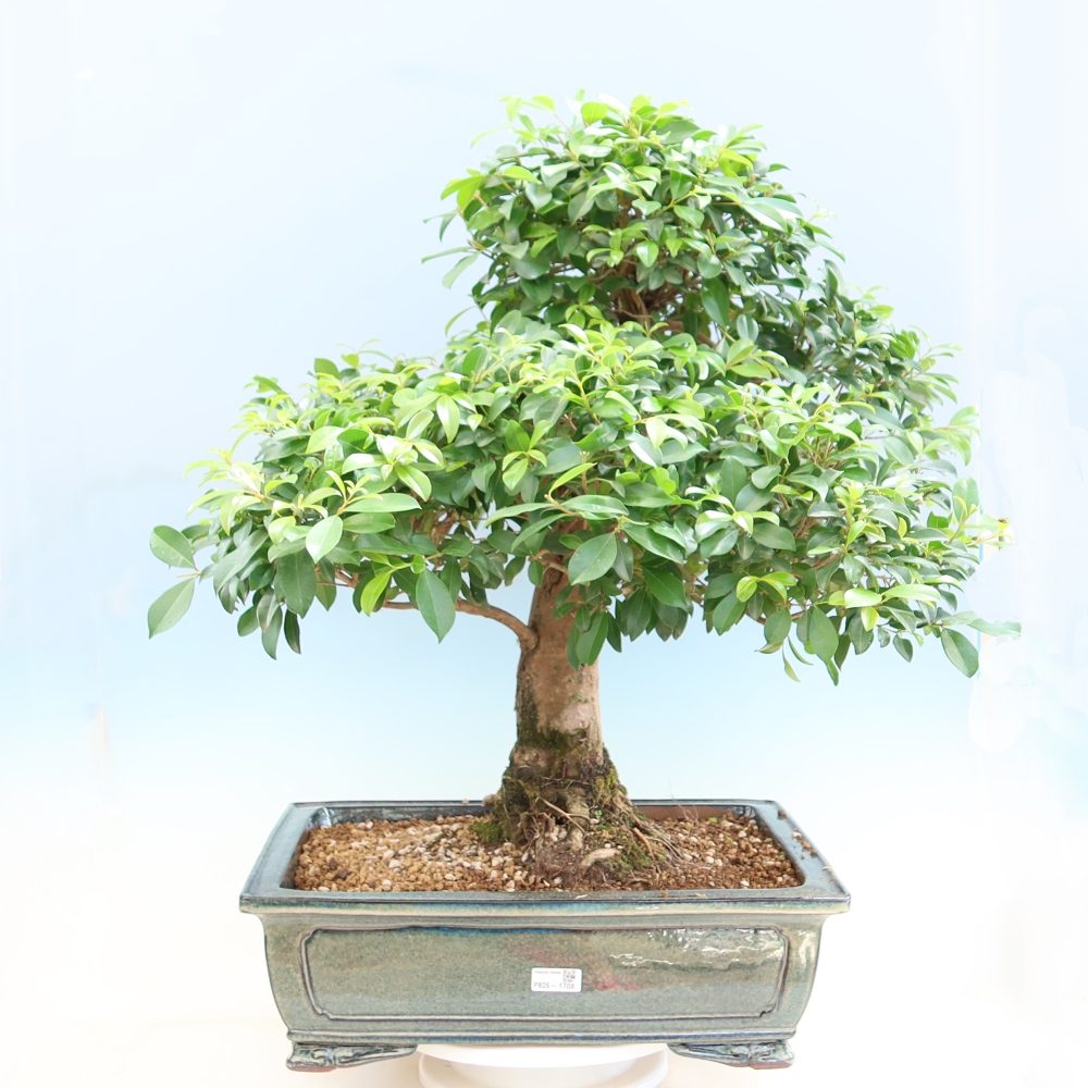 Zimmer Bonsai - Australische Kirsche - Eugenia uniflora