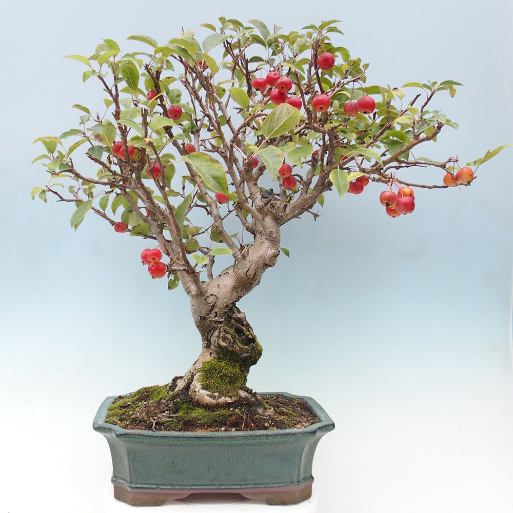Outdoor-Bonsai -Malus halliana - Kleinfrüchtiger Apfelbaum