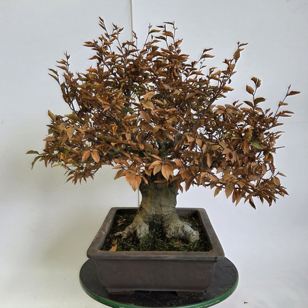 Bonsai für draußen - Fagus crenata