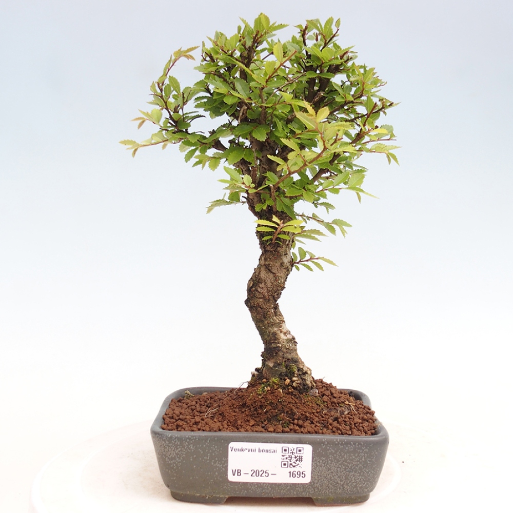 Bonsai für draußen - Zelkova - Zelkova NIRE