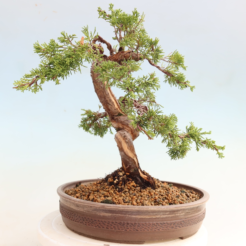 Bonsai für draußen - Juniperus chinensis Itoigawa-Juniperus chinensis