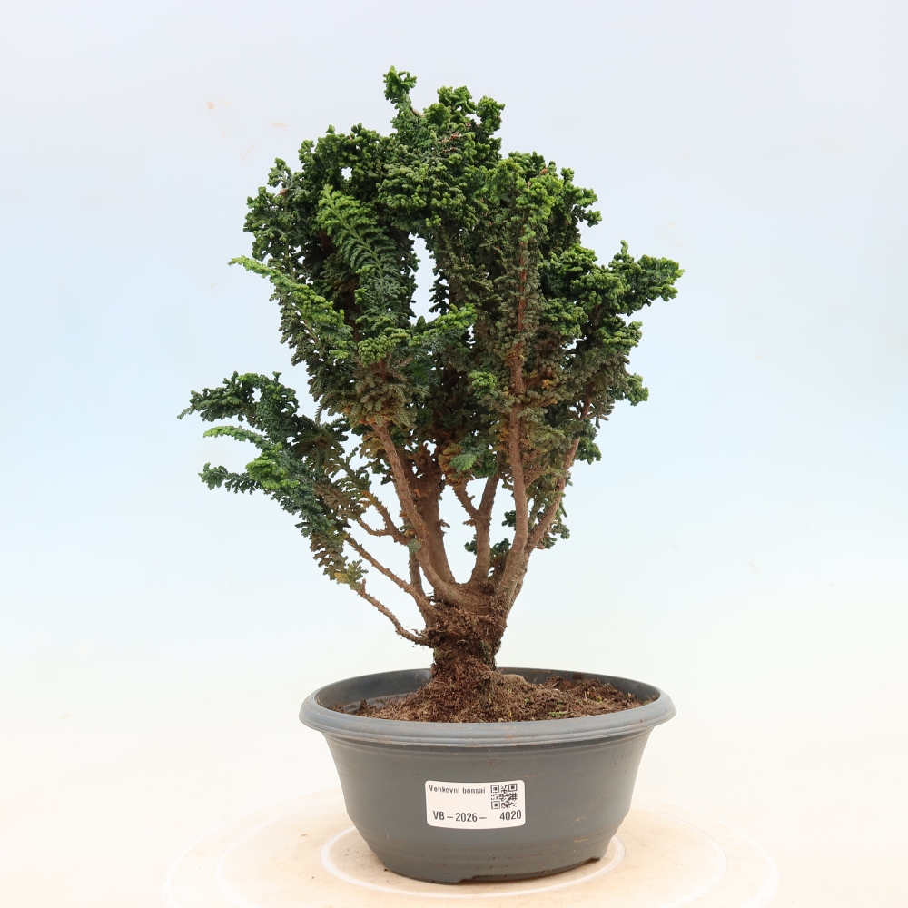 Bonsai für draußen - Cham. obtusa SEKKA HINOKI - Zypresse