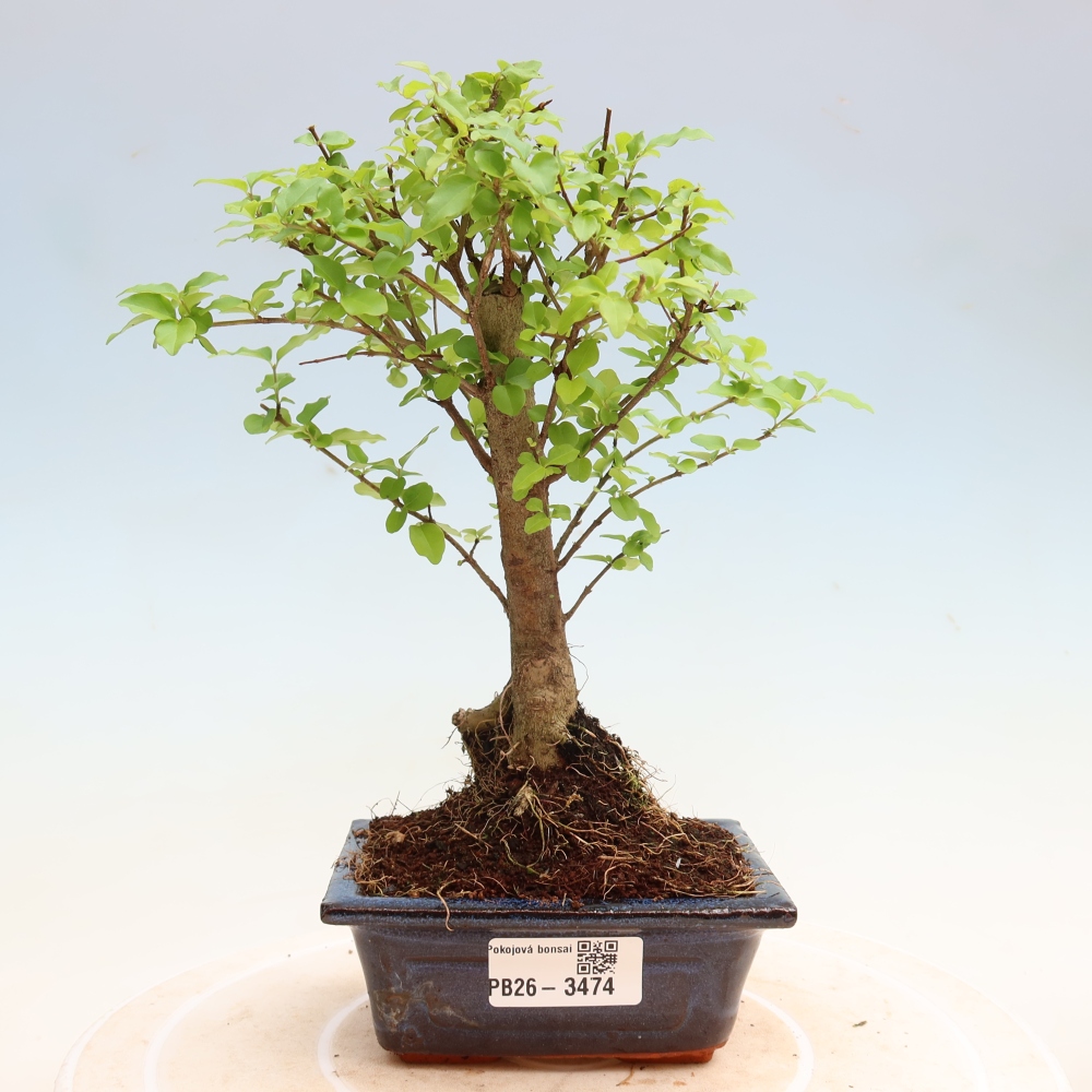 Zimmer Bonsai -Ligustrum chinensis - Vogelschnabel