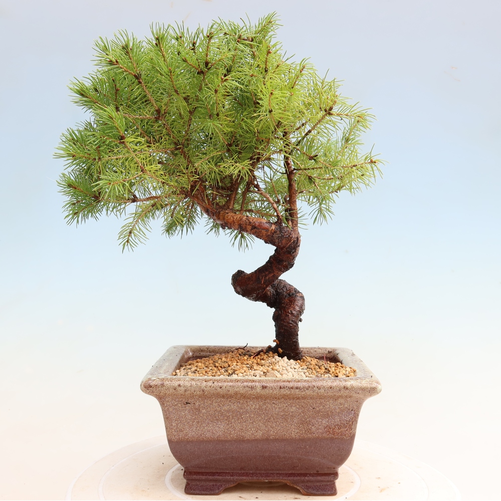 Bonsai für den Außenbereich – Graufichte – Picea glauca Globe