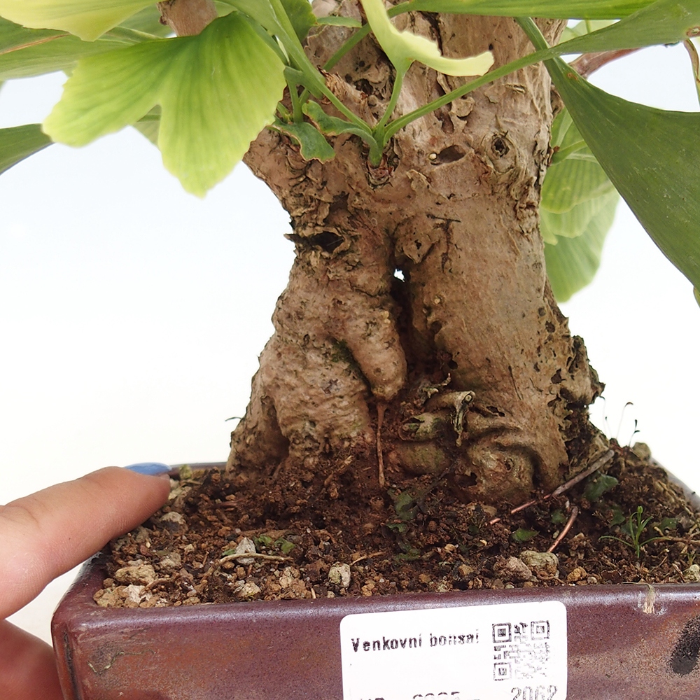 Bonsai für draußen - Ginkgo biloba - Ginkgo biloba