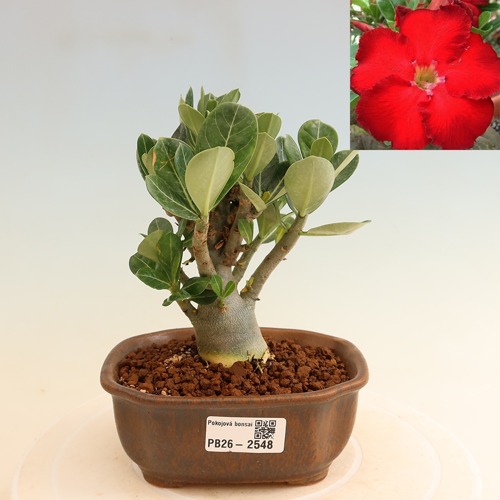 Zimmerbonsai – Adenium obesum „Red Star“ – Wüstenrose