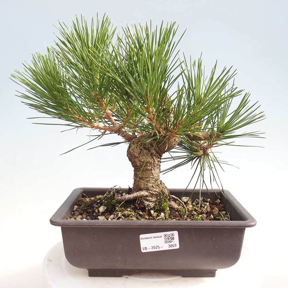 Bonsai für draußen - Pinus thunbergii - Thunberg-Kiefer