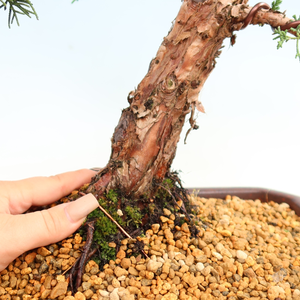 Bonsai für draußen - Juniperus chinensis Kishu