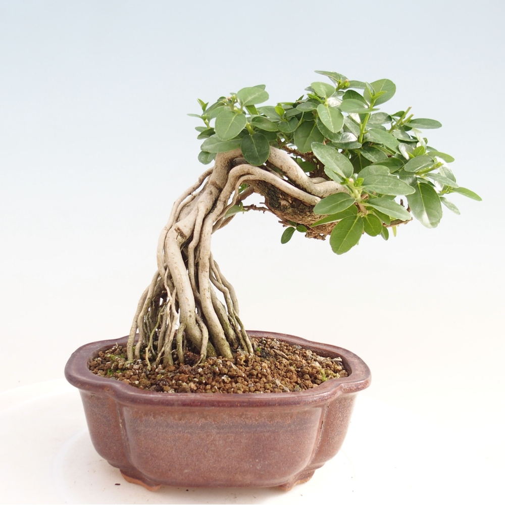 Zimmerbonsai - Premna serratifolia - Kozlovna malolista