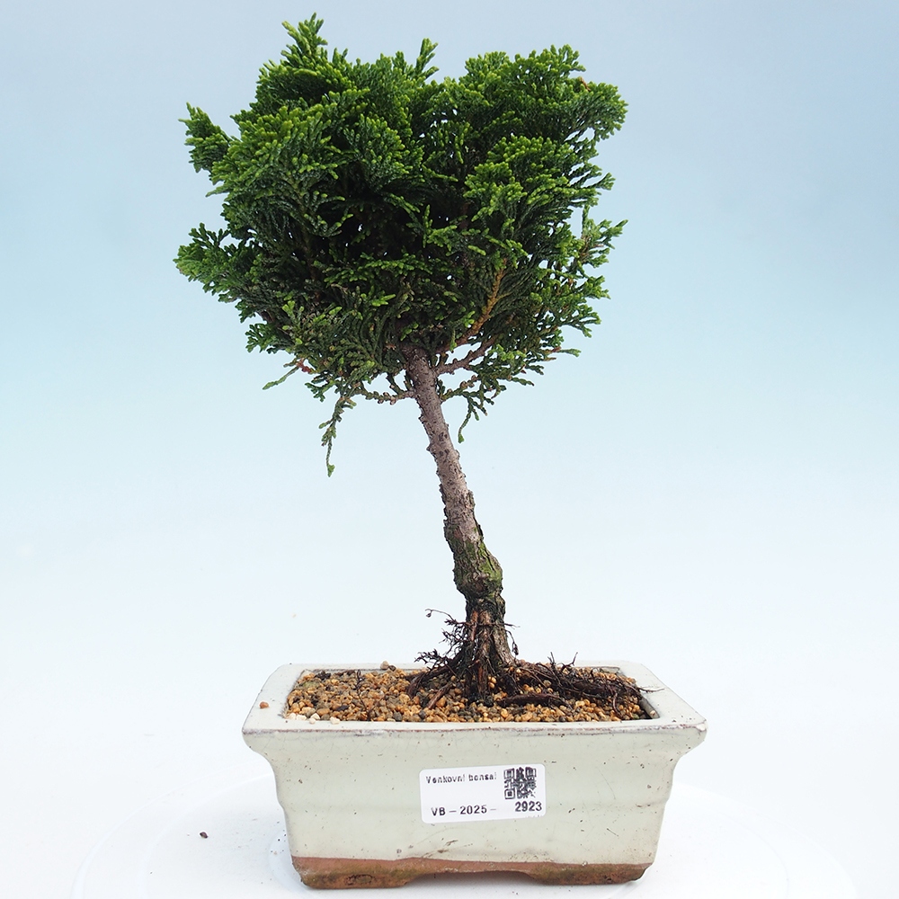 Bonsai für draußen - Cham.pis obtusa Nana Gracilis - Zypresse