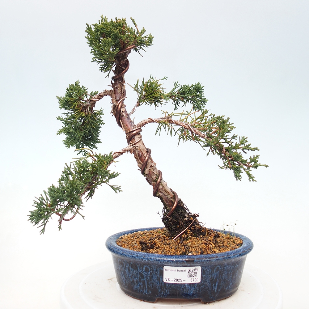 Bonsai für draußen - Juniperus chinensis Kishu