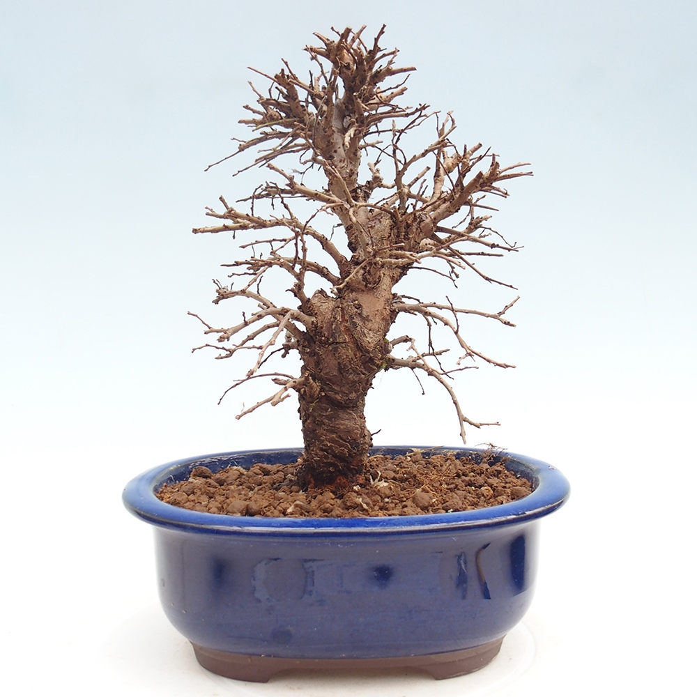 Bonsai für draußen - Zelkova - Zelkova NIRE