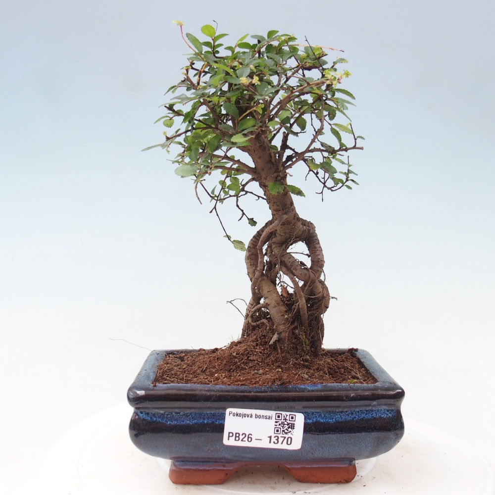 Zimmerbonsai - Ulmus parvifolia - Kleinblättrige Ulme