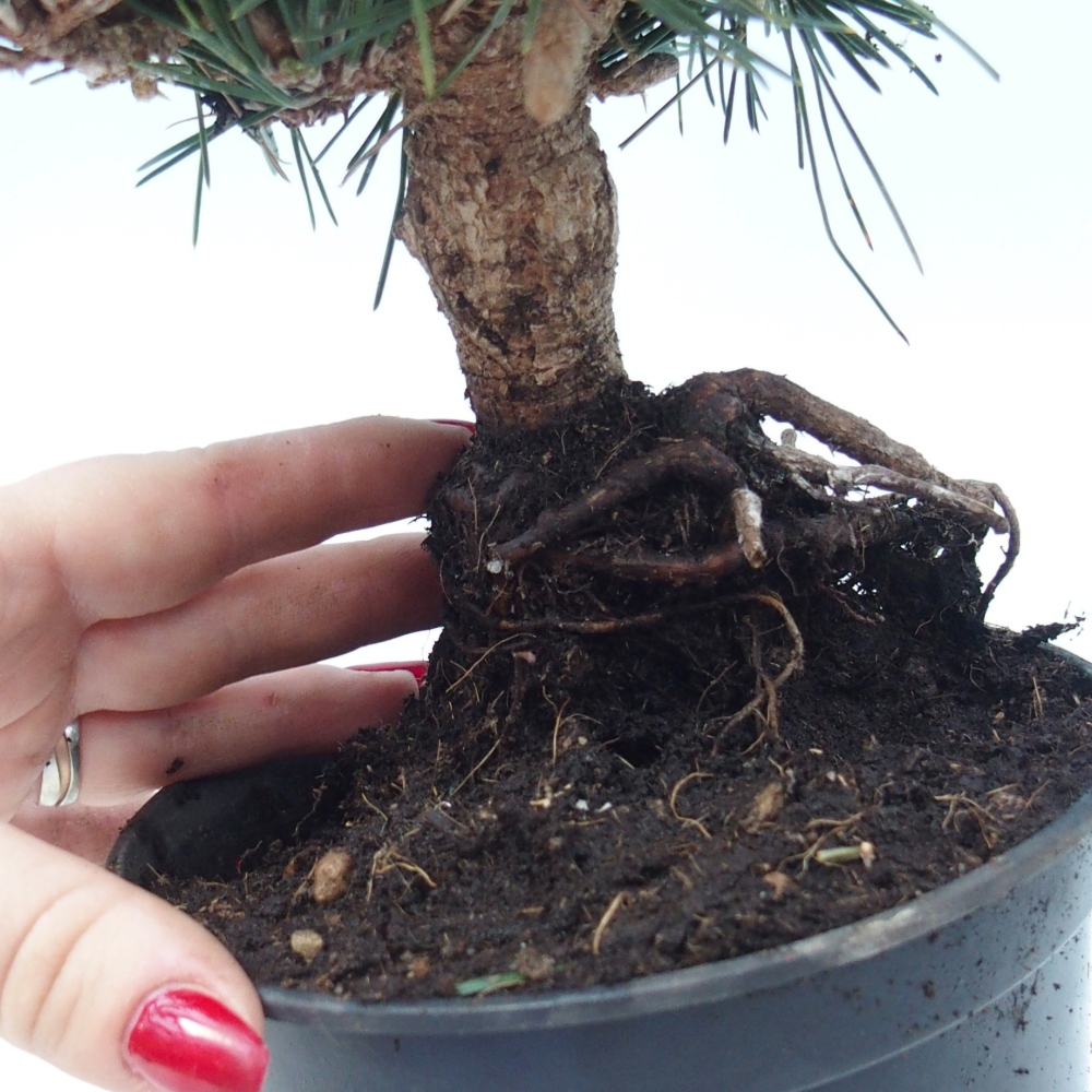 Bonsai für draußen - Pinus thunbergii senjyumaru - Thunberg-Kiefer