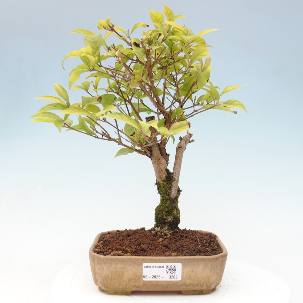 Bonsai für draußen - Callicarpa japonica