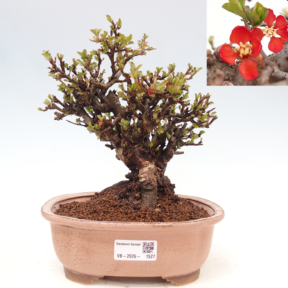 Bonsai für draußen - Chaneomeles speciosa - Quitte