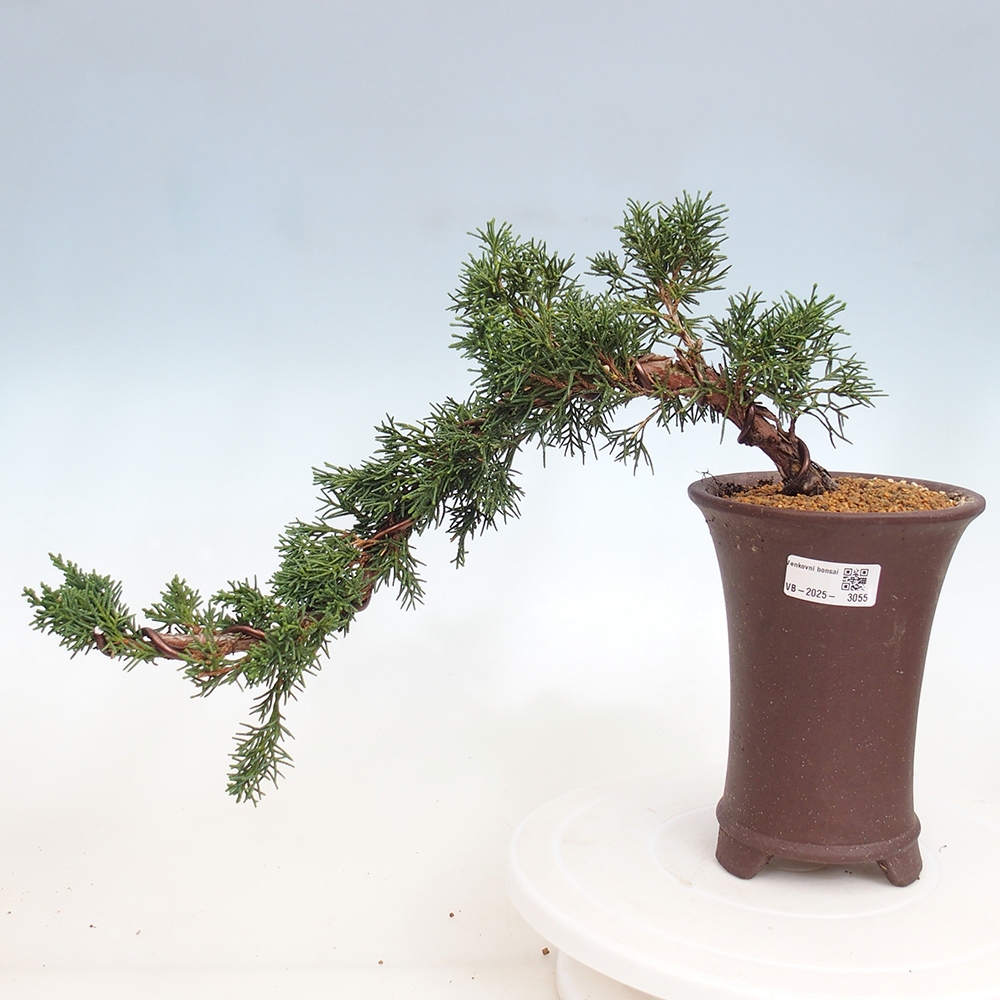 Bonsai für draußen - Juniperus chinensis Kishu