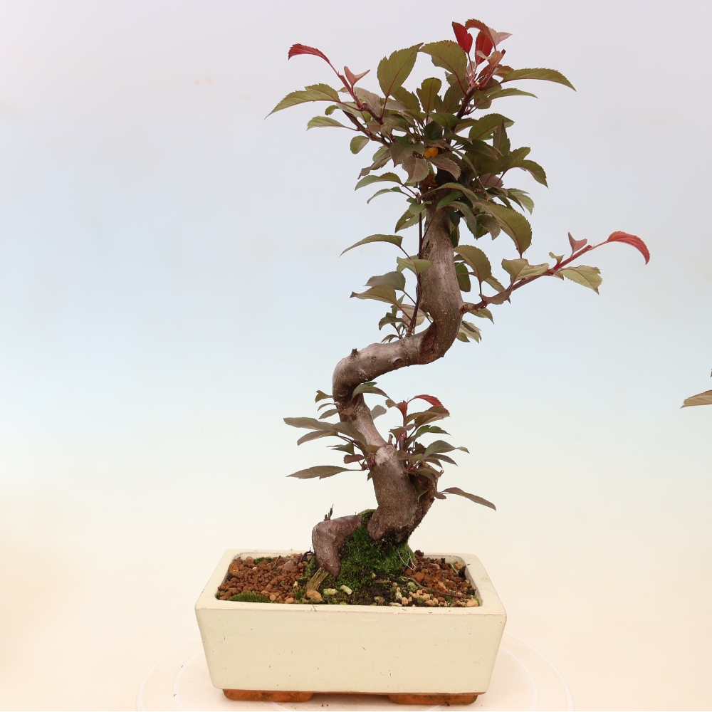 Outdoor-Bonsai -Malus domestica - Kleinfrüchtiger rotblättriger Apfelbaum