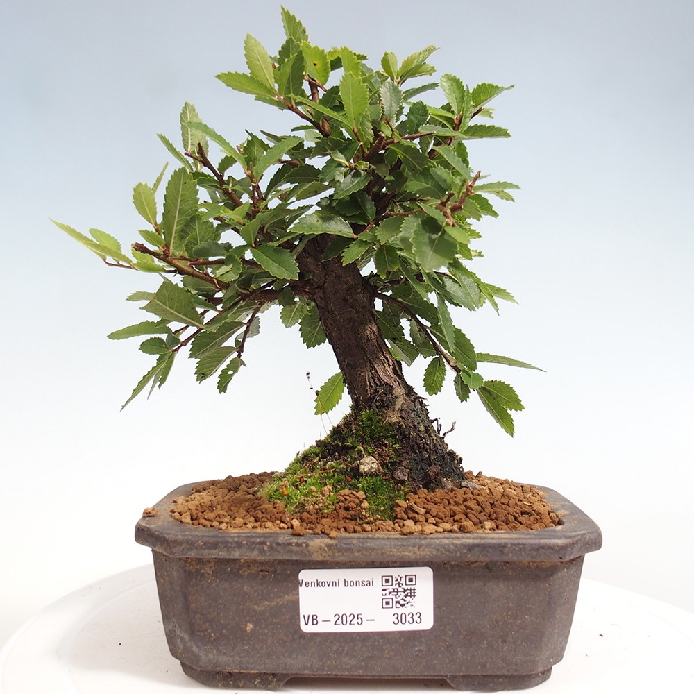 Bonsai für draußen - Zelkova - Zelkova NIRE