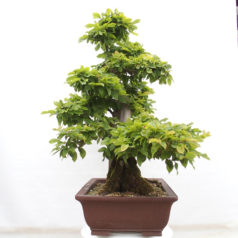 Bonsai für draußen - Hainbuche - Carpinus betulus