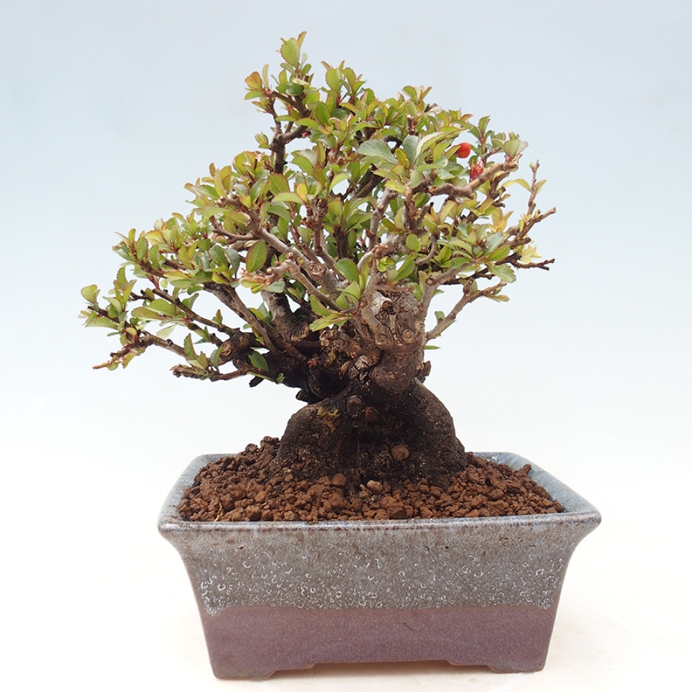 Bonsai für draußen - Chaneomeles speciosa - Quitte