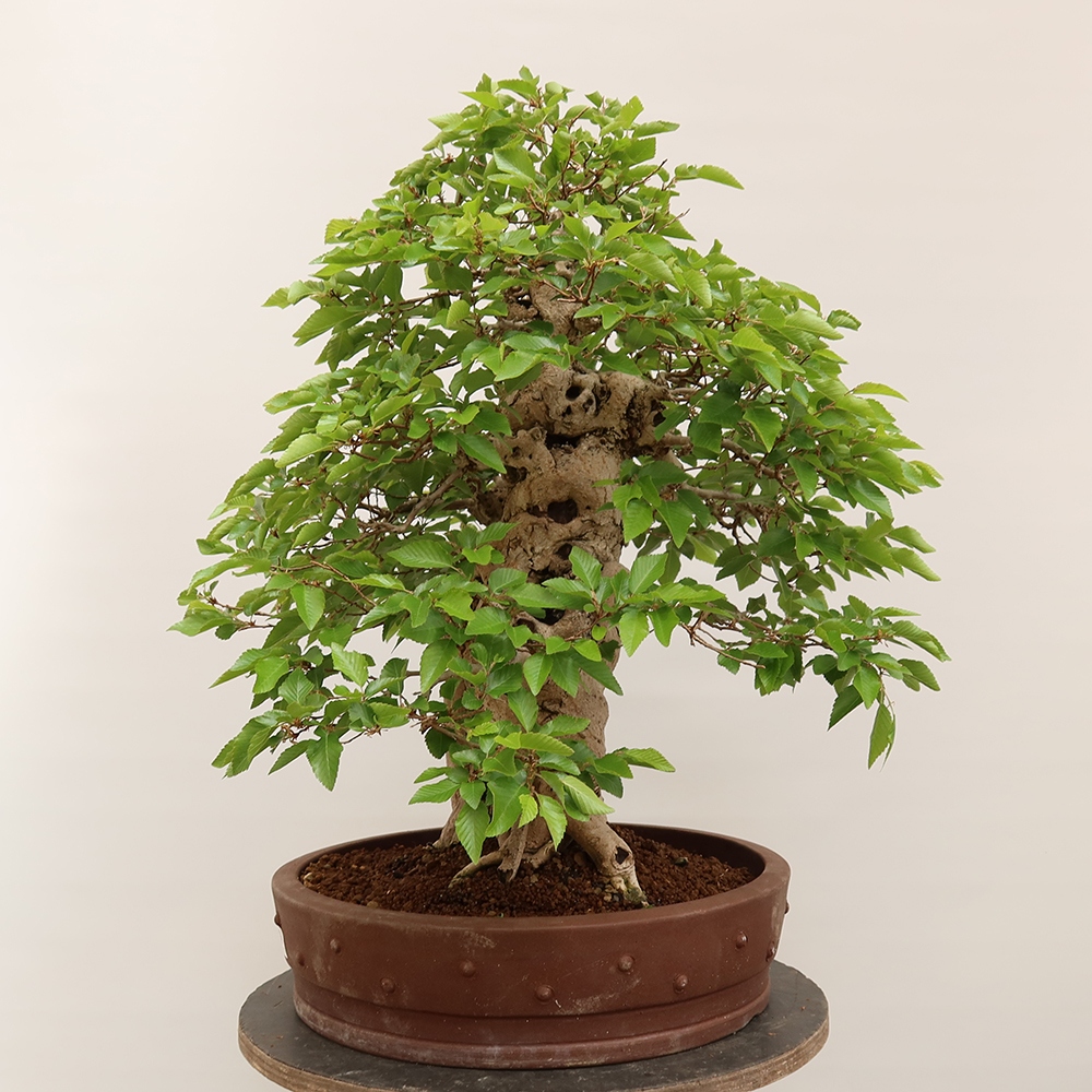 Bonsai für draußen - Karpinus Coreana - Koreanische Hainbuche