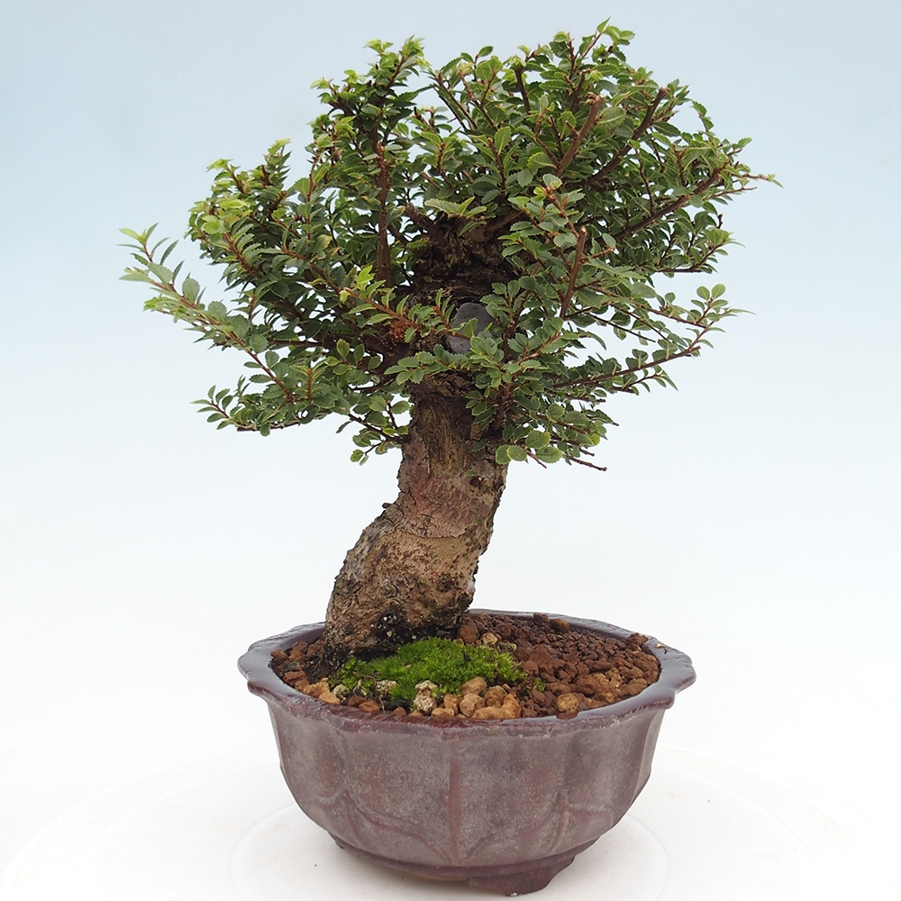 Bonsai für draußen - Ulmus parvifolia Hokkaido - Chinesische Ulme