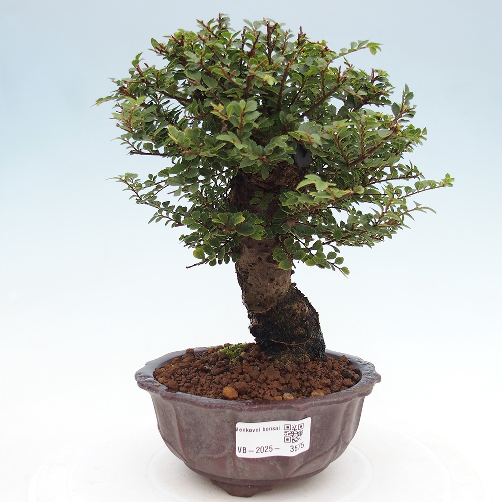 Bonsai für draußen - Ulmus parvifolia Hokkaido - Chinesische Ulme