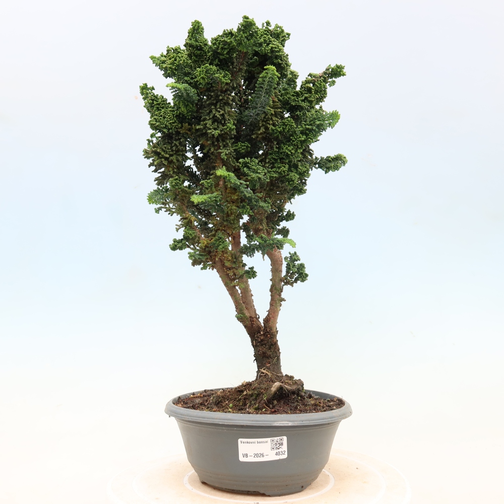 Bonsai für draußen - Cham. obtusa SEKKA HINOKI - Zypresse