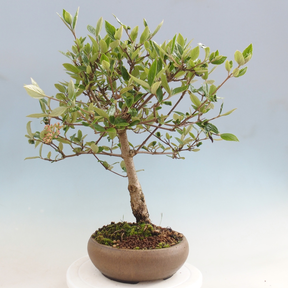 Bonsai für draußen - Kalina Bodnanská - Viburum carlesii hemsi