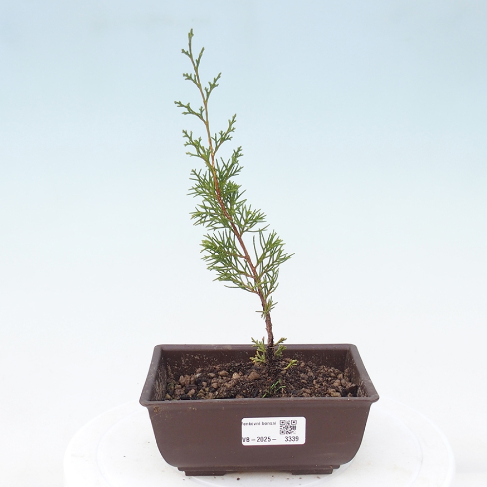 Bonsai für draußen - Juniperus chinensis Itoigawa