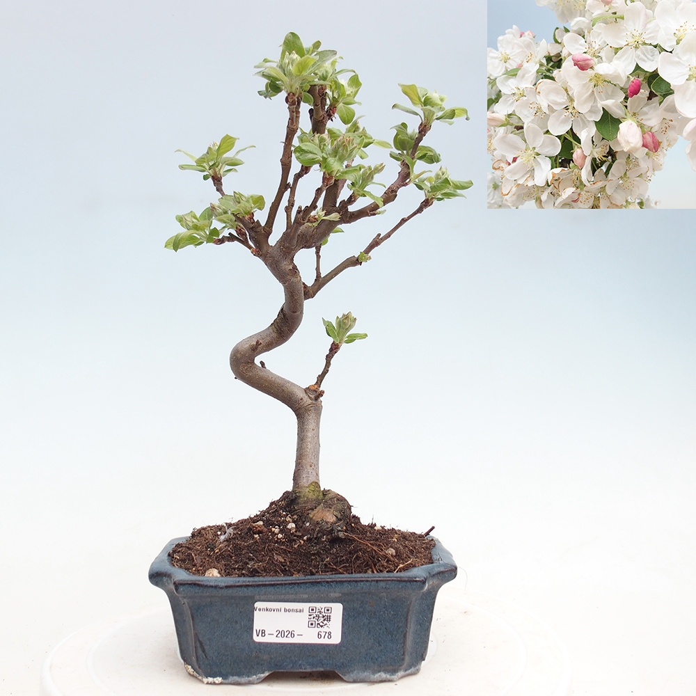 Outdoor-Bonsai -Malus halliana - Kleinfrüchtiger Apfelbaum