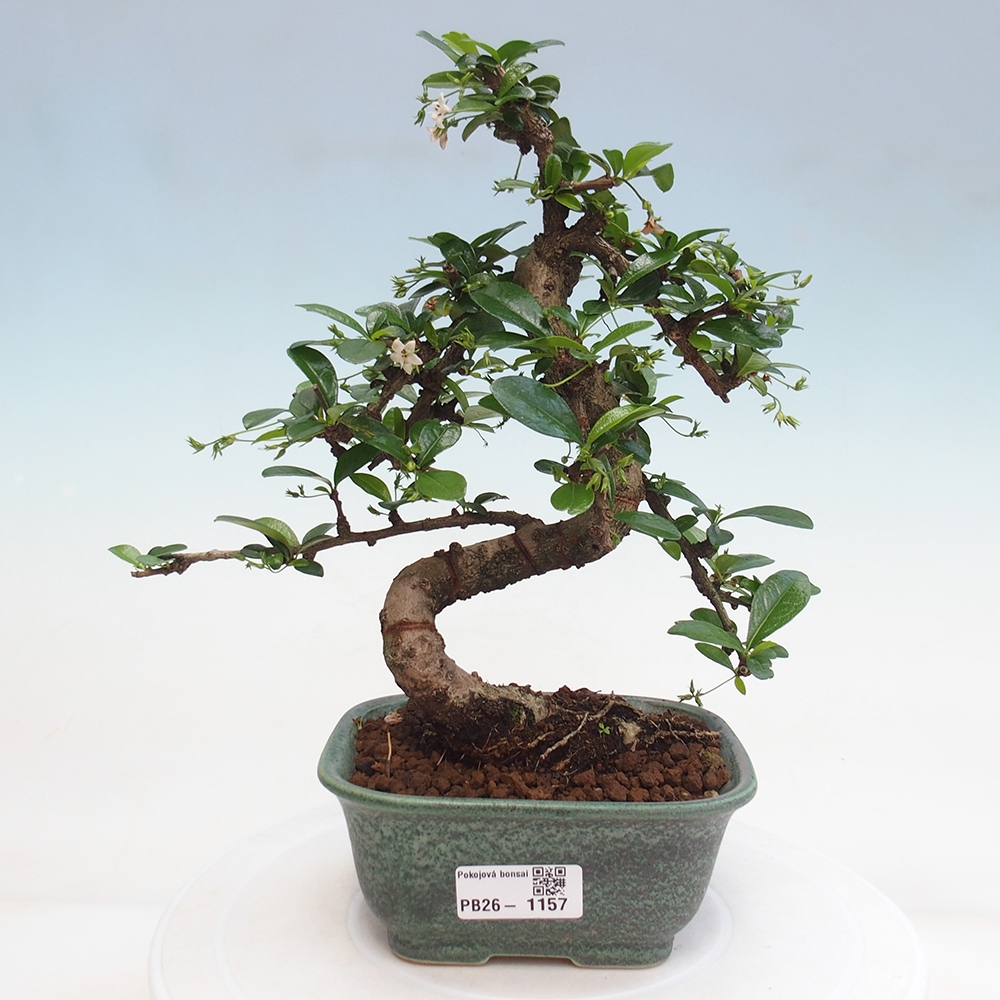 Zimmer-Bonsai - Carmona macrophylla - Tee-Fuki