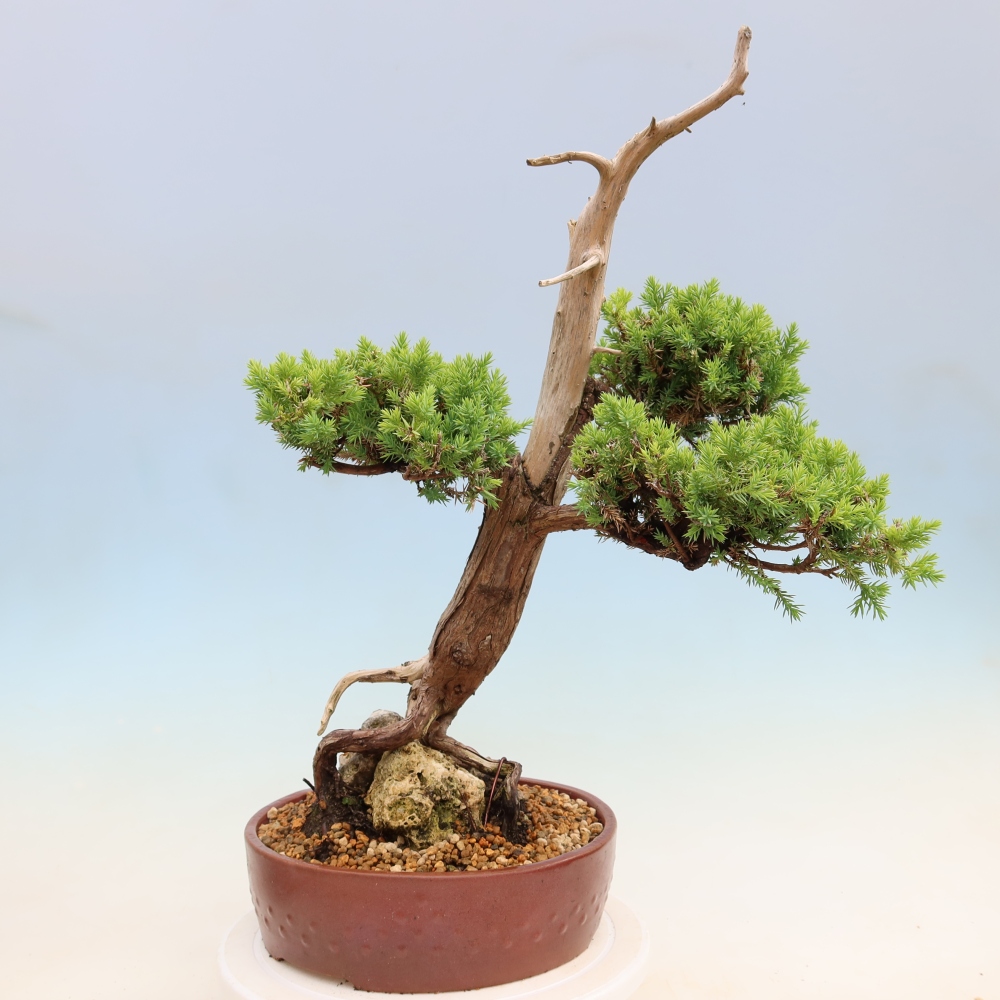 Bonsai für den Außenbereich – Juniperus squamata – Schuppiger Wacholder