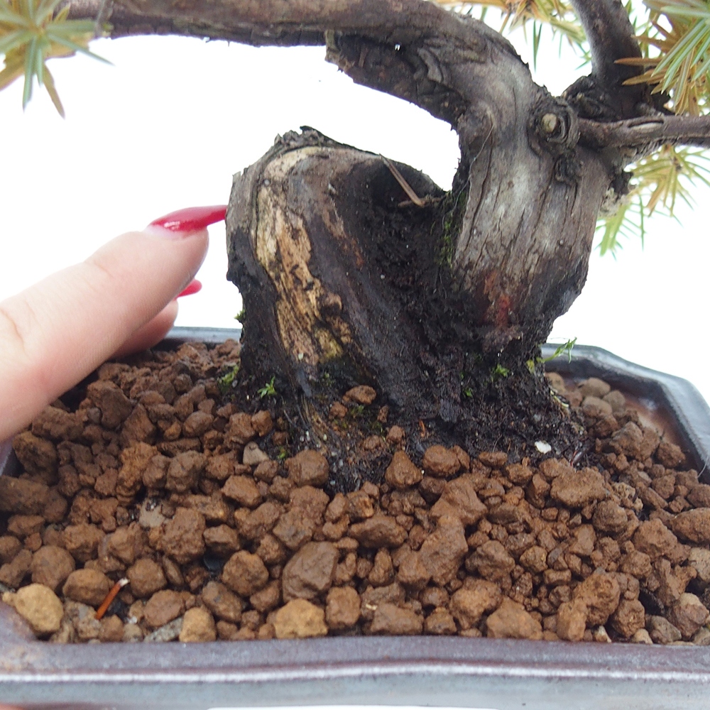 Bonsai für draußen - Juniperus rigida - Juniperus rigida