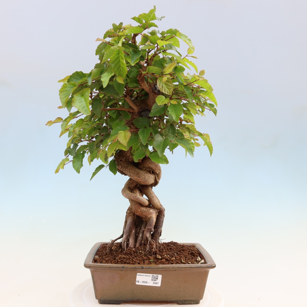 Bonsai für draußen - Karpinus Coreana - Koreanische Hainbuche
