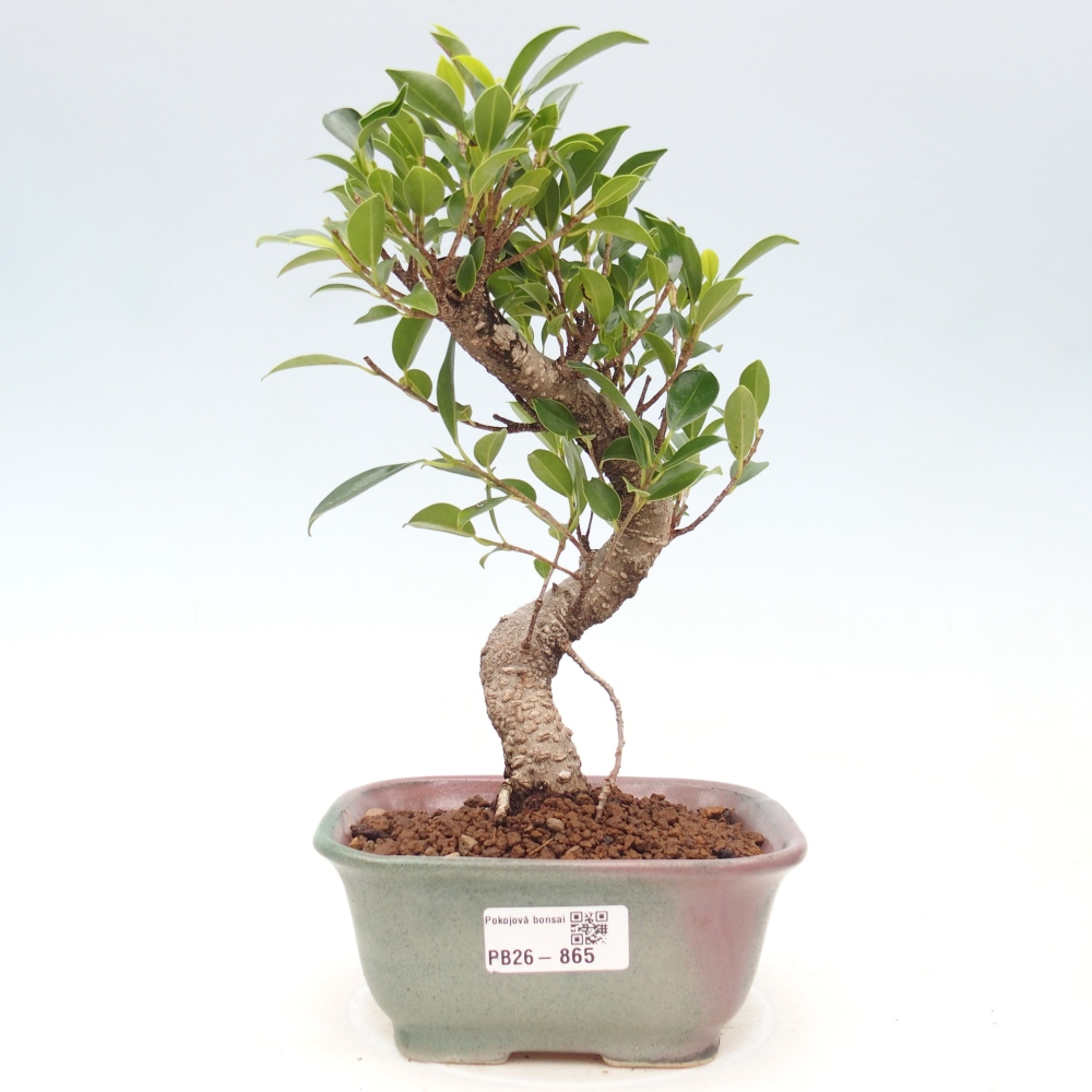 Zimmerbonsai - Ficus retusa - Kleinblättriger Ficus