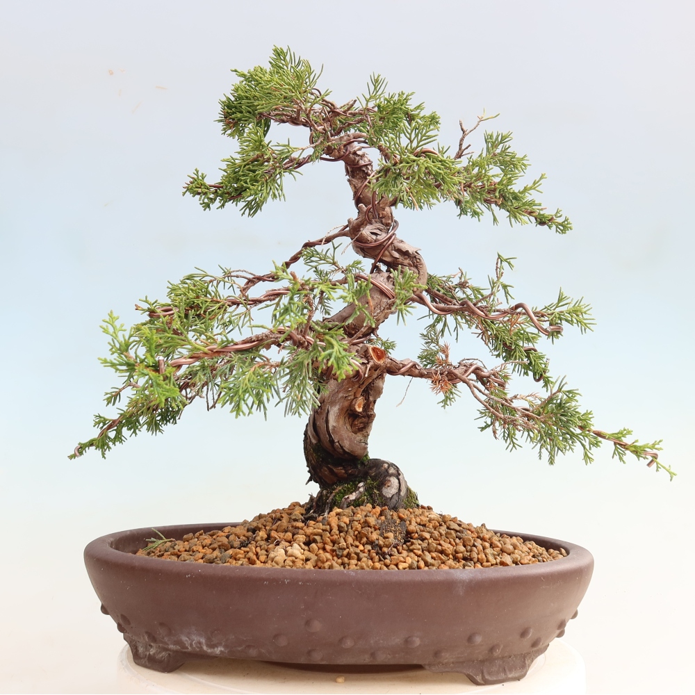 Bonsai für draußen - Juniperus chinensis Itoigawa-Juniperus chinensis
