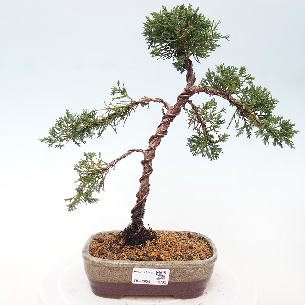 Bonsai für draußen - Juniperus chinensis Kishu
