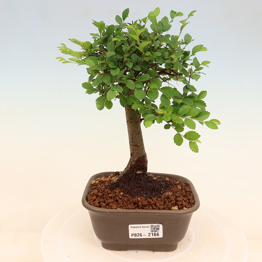 Zimmerbonsai - Ulmus parvifolia - Kleinblättrige Ulme