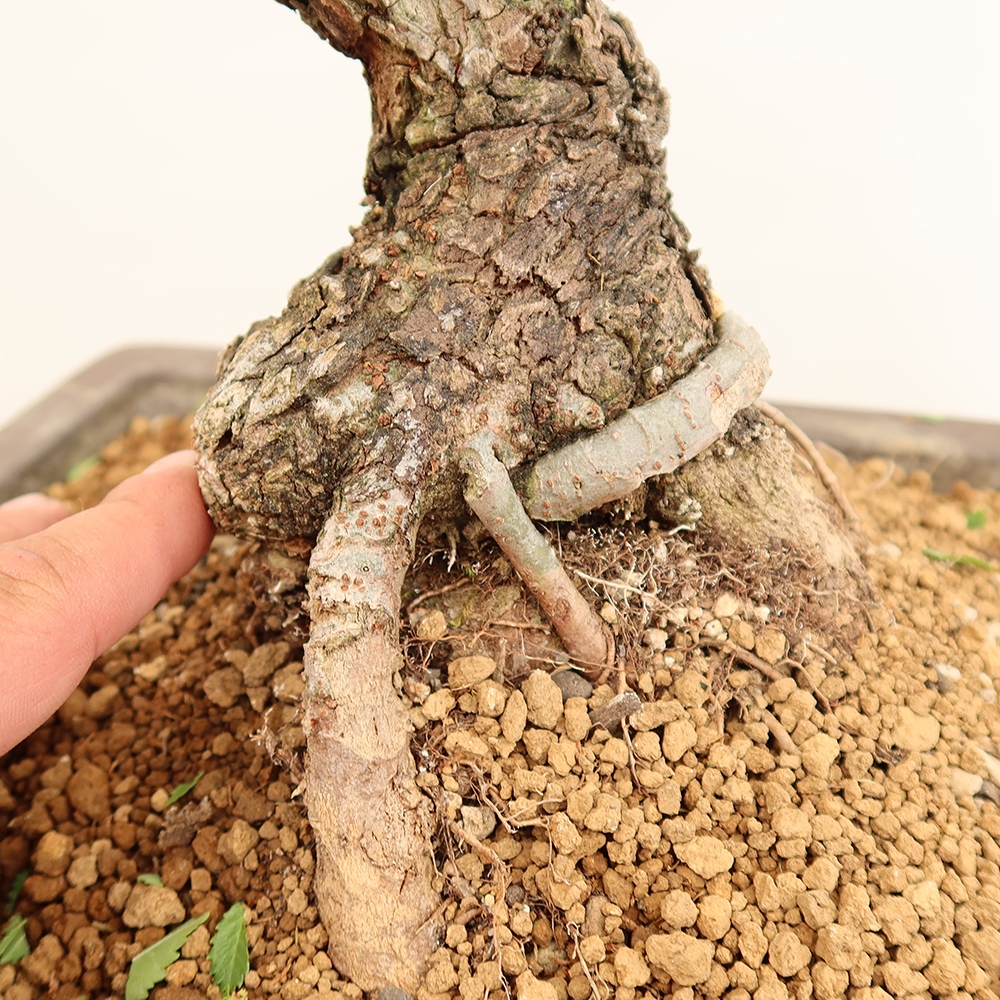 Bonsai für draußen - Zelkova - Zelkova NIRE