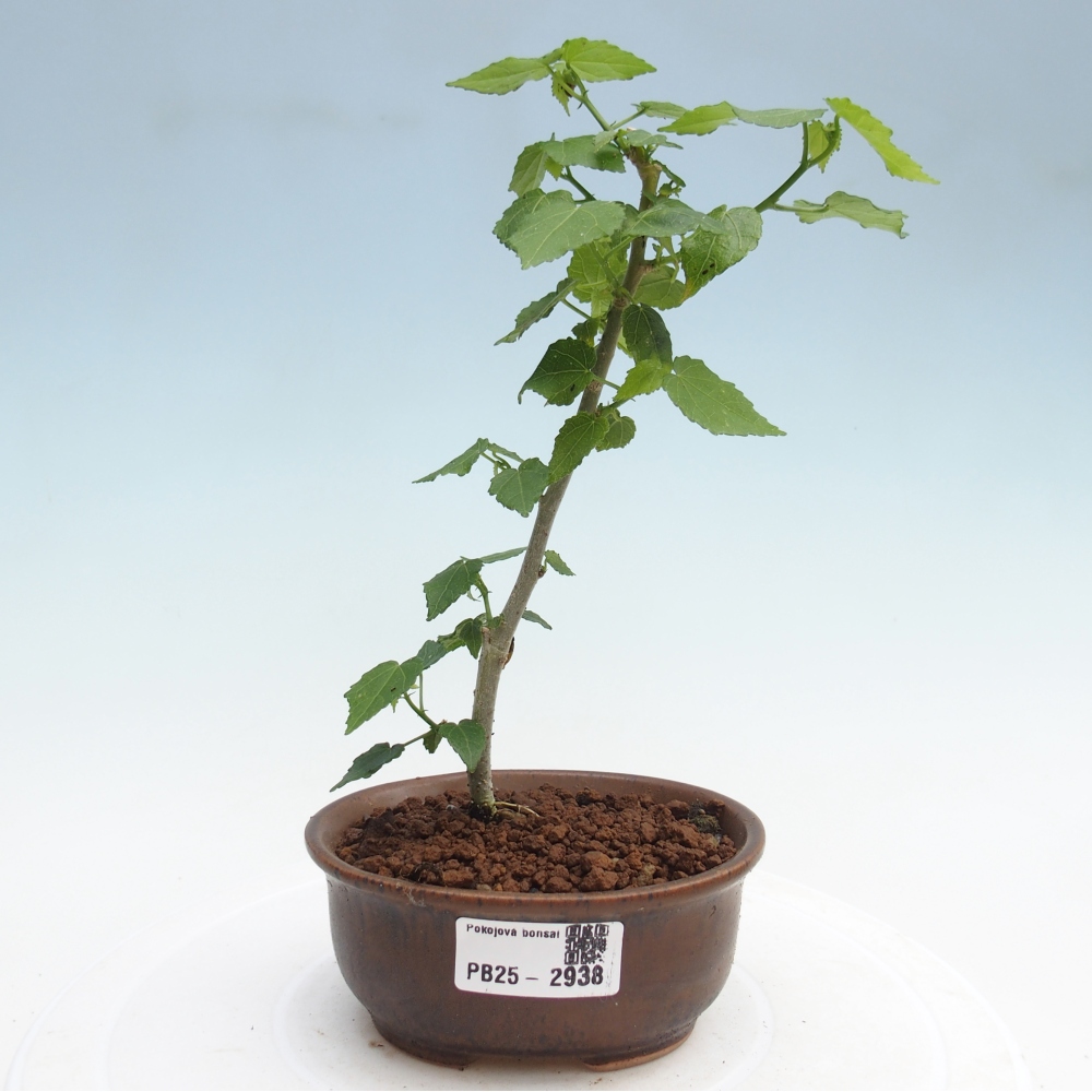 Zimmerbonsai - Malvaviscus arboreus